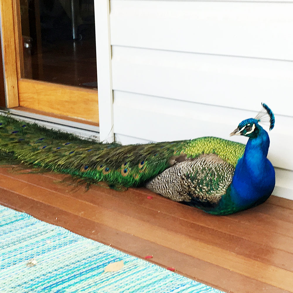 Peacock at door